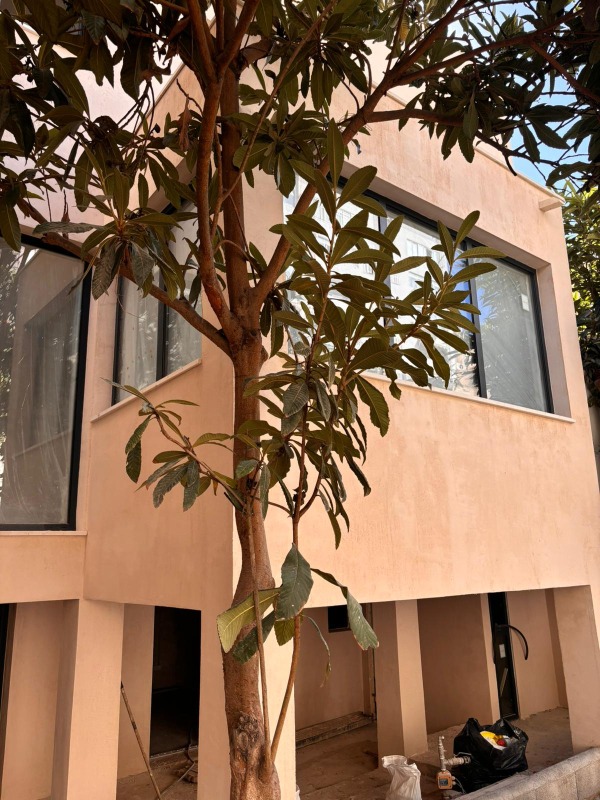 Minimalist modern villa exterior facade with a soft pinkish beige Chukum mineral coating behind a tree.