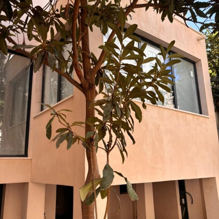 Minimalist modern villa exterior facade with a soft pinkish beige Chukum mineral coating behind a tree.